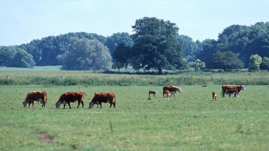 Mehrere Rinder weiden auf einer weitläufigen, saftigen Weide