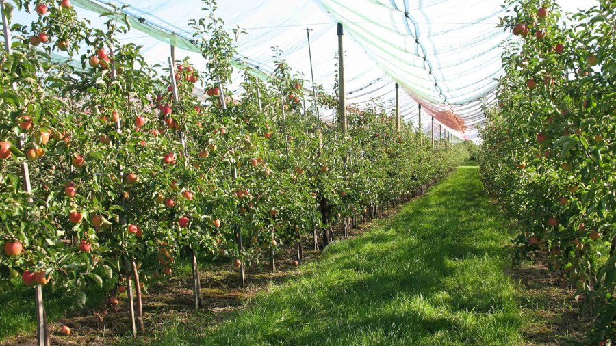 Hagelnetze sind über einer Apfelbaumplantage gespannt.