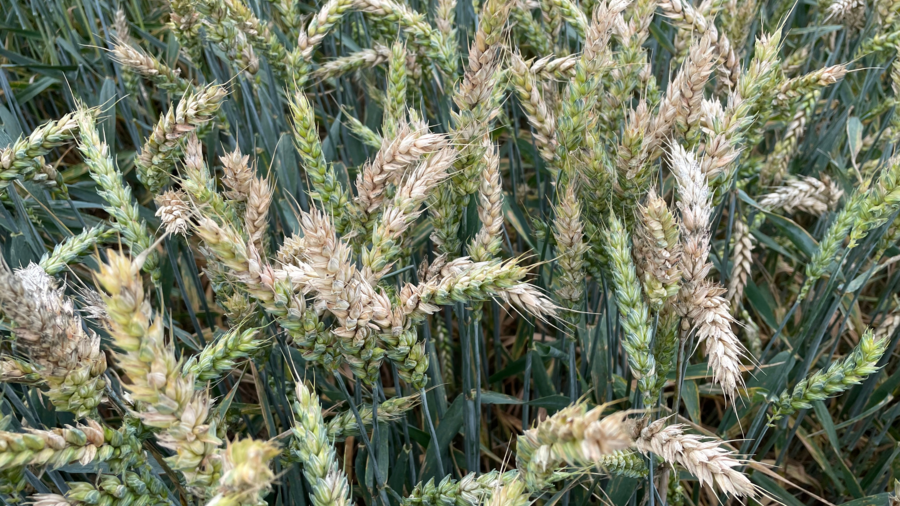 Mehrere mit Ährenfusarium befallen Weizenpflanzen auf dem Acker.  