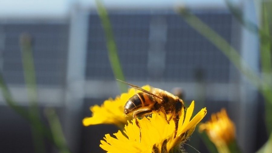 Eine Schwebfliege sitzt auf einer Blüte. Im Hintergrund sieht man APV-Systeme.