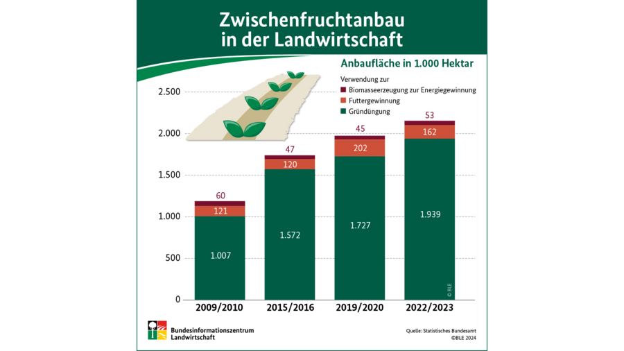 Infografik zum Zwischenfruchtanbau