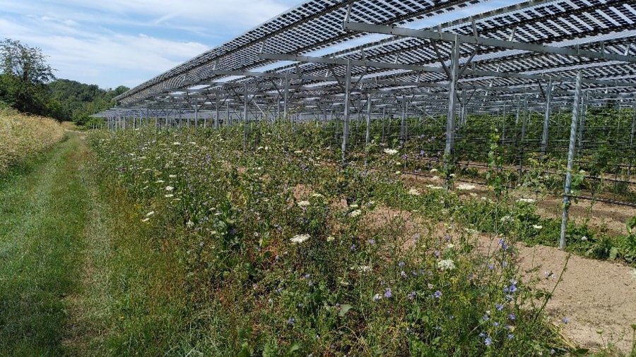 Hochaufgeständertes APV-System über Wein in Munzingen in Baden-Württemberg (realisiert durch Gsun GmbH) mit spontan Vegetation im Vordergrund.