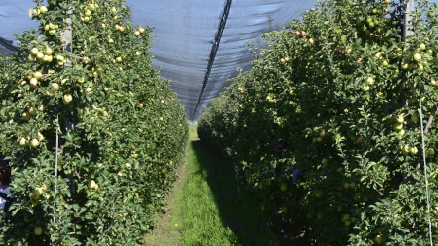 Obstbäume unter Hagelnetz. Sie bilden lange Triebe aus, um dem Licht entgegen zuwachsen.