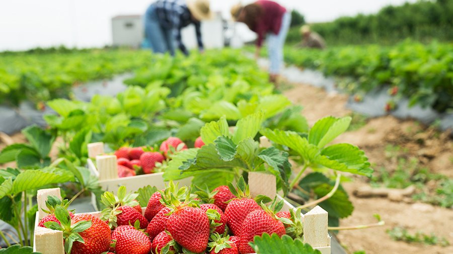 Zwei Personen ernten im Hintergrund Erdbeeren, während ein Holzkörbchen mit bereits gepflückten Erdbeeren auf dem Feld zwischen grünen Erdbeersträuchern zu sehen ist.