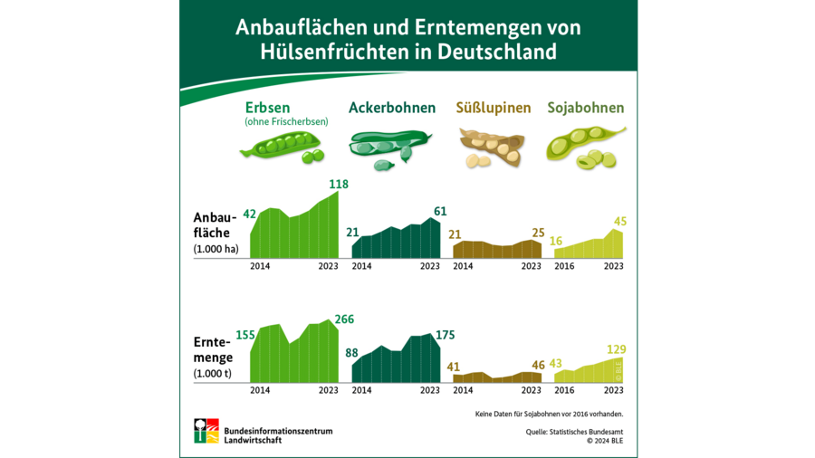 Infografik Anbau und Erntemengen von Hülsenfrüchten