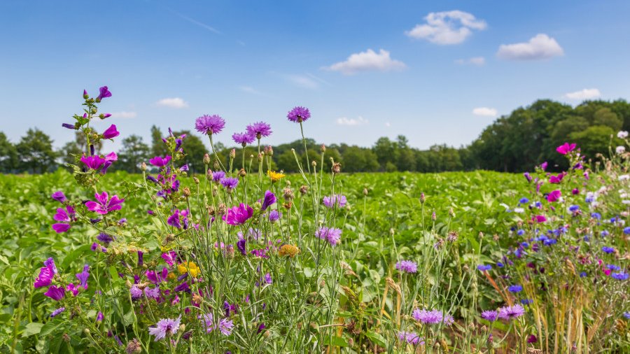 Im Hintergrund ist eine Hecke zu sehen, davor ist ein Feld zu sehen und im Vordergrund sind Blumen in einem Blühstreifen.