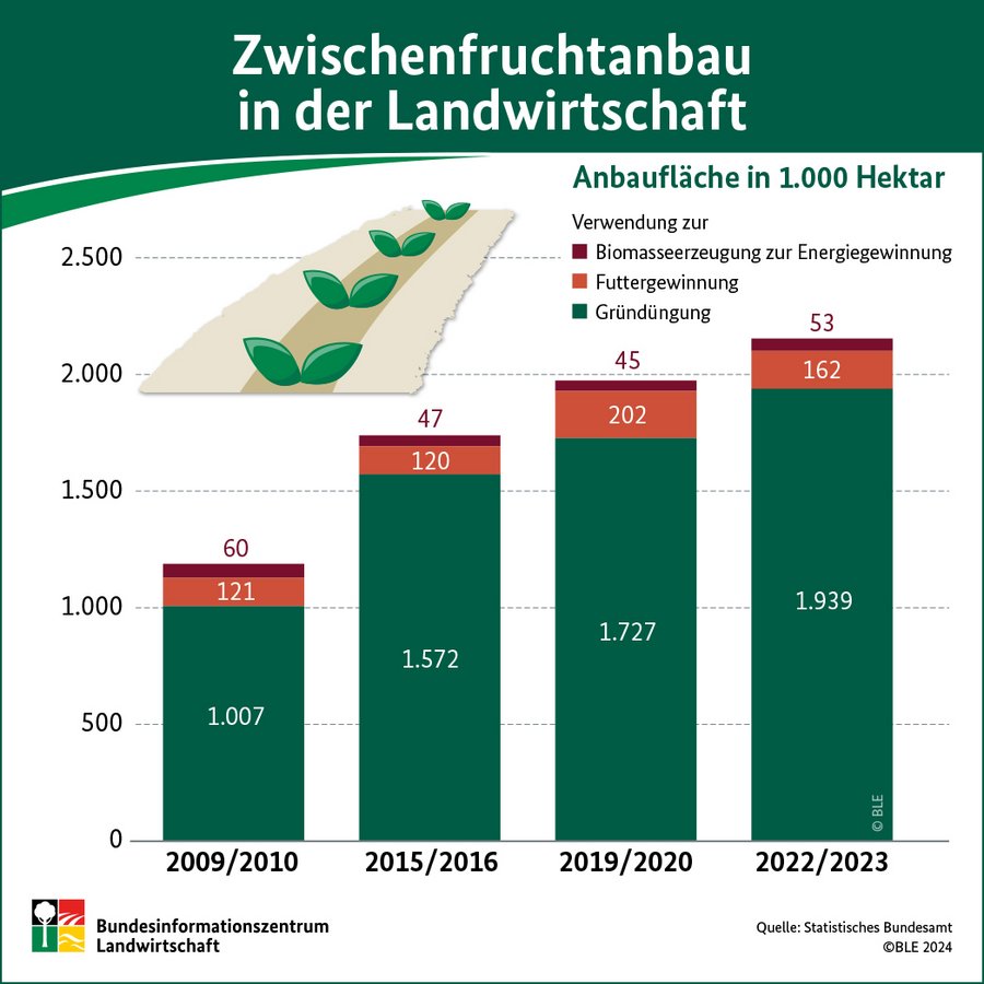 Infografik Zwischenfruchtanbau