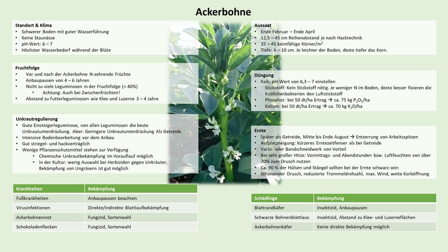 Anbau-Checkliste: Ackerbohnen