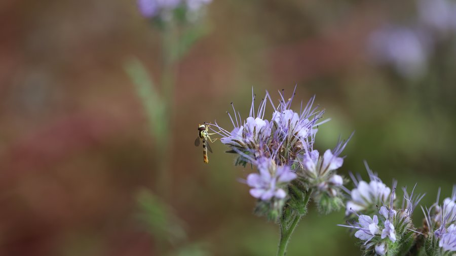 Eine Schwebefliege sitzt auf einer Blüte, die sich am Ackerrand befindet.