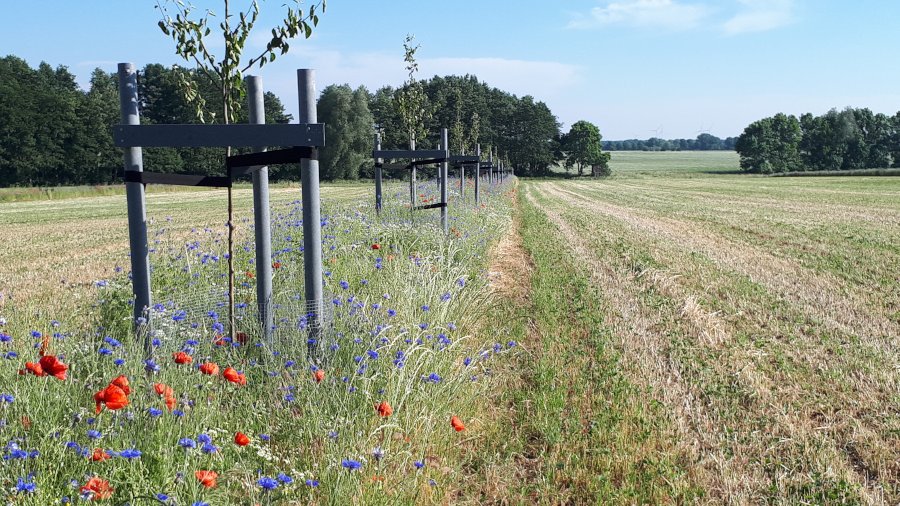 Agroforststreifen auf einem Feld