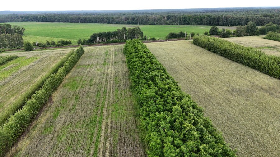 Agroforststreifen strukturieren die landwirtschaftlich genutzte Fläche.