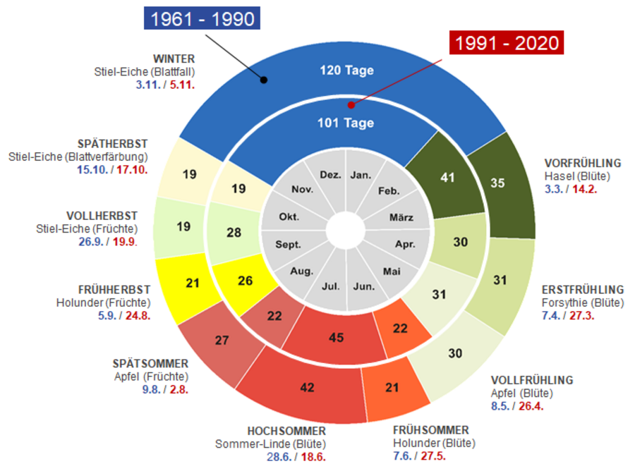 Die phänologische Uhr zeigt die Verschiebung der Vegetationsperiode.