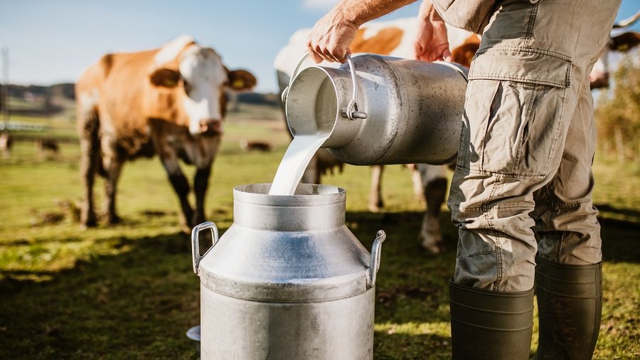 Frische Milch wird auf Weide in Behälter gefüllt