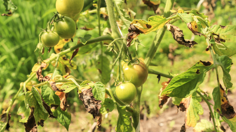 Kranke Tomatenpflanze mit Phytophthora aus nächster Nähe (Phytophthora infestans).