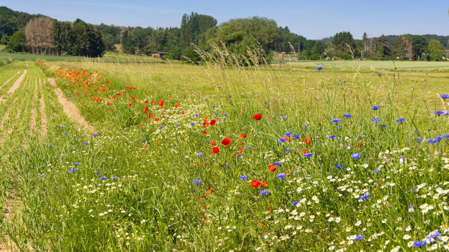 Sommerlicher Blühstreifen am Rande eines Getreidefelds