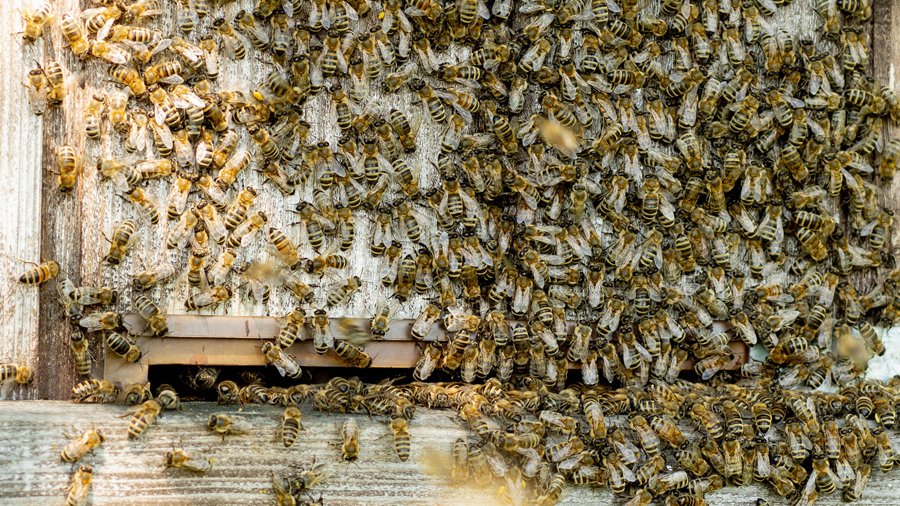 Eine Nahaufnahme von Arbeitsbienen, die Blütenpollen zum Bienenstock bringen.