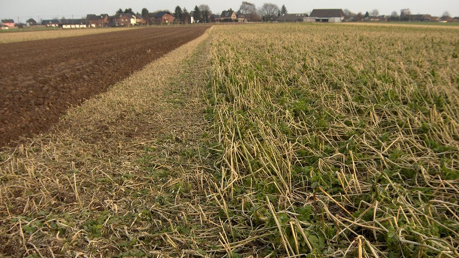 Umgebrochene Zwischenfruchtpflanzen im Feld