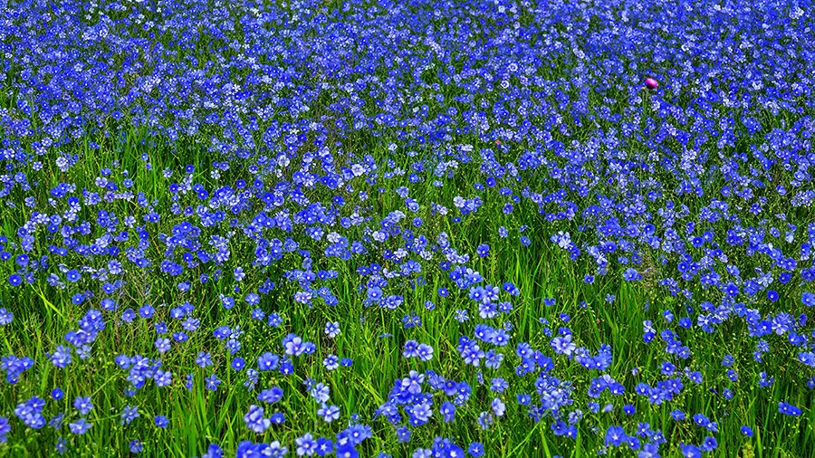 Ein Feld mit blühendem Lein. 