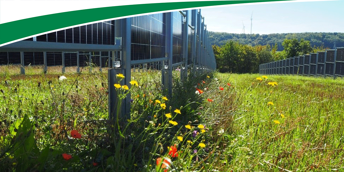 Hochaufgeständertes APV-System über Wein in Munzingen in Baden-Württemberg (realisiert durch Gsun GmbH) mit spontan Vegetation im Vordergrund.