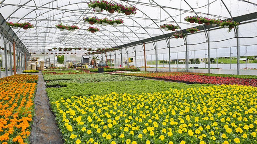 Gewächshaus mit Zierpflanzen. cunfek/E+/Getty Images Plus via Getty Images