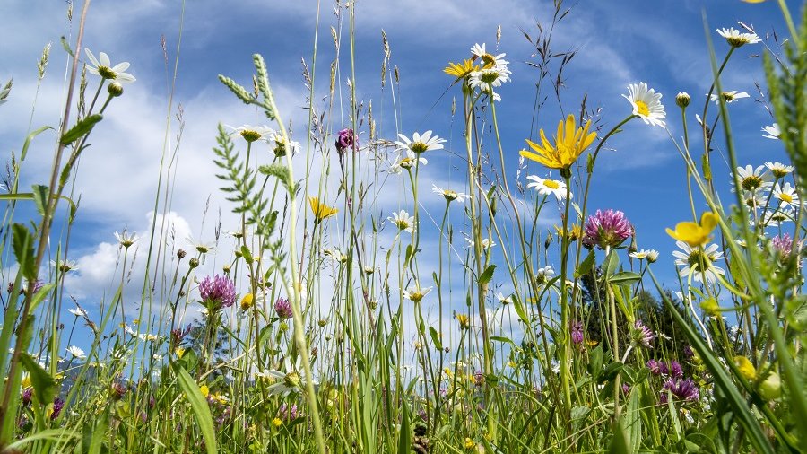 Blick von blühender Blumenwiese in den blauen Himmel.