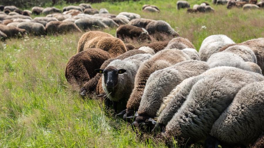 Schafe auf der Weide