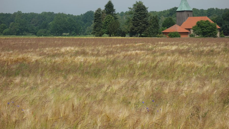 Feld mit starkem Vorkommen von Gemeinem Windhalm