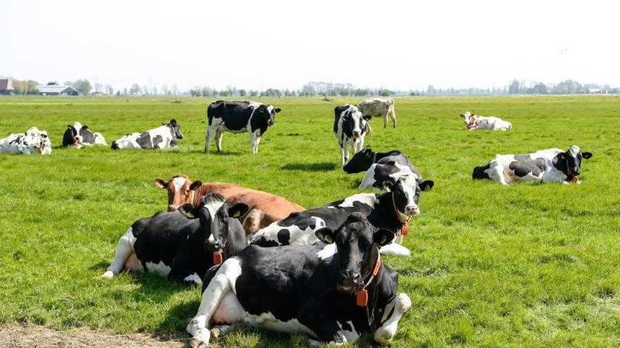 Schwarzbunte und eine rotbunte Milchkuh auf einer Weide mit kurzer Vegetation.