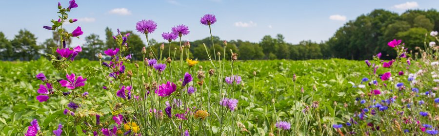 Wildblumen mit Kartoffelacker im Hintergrund.