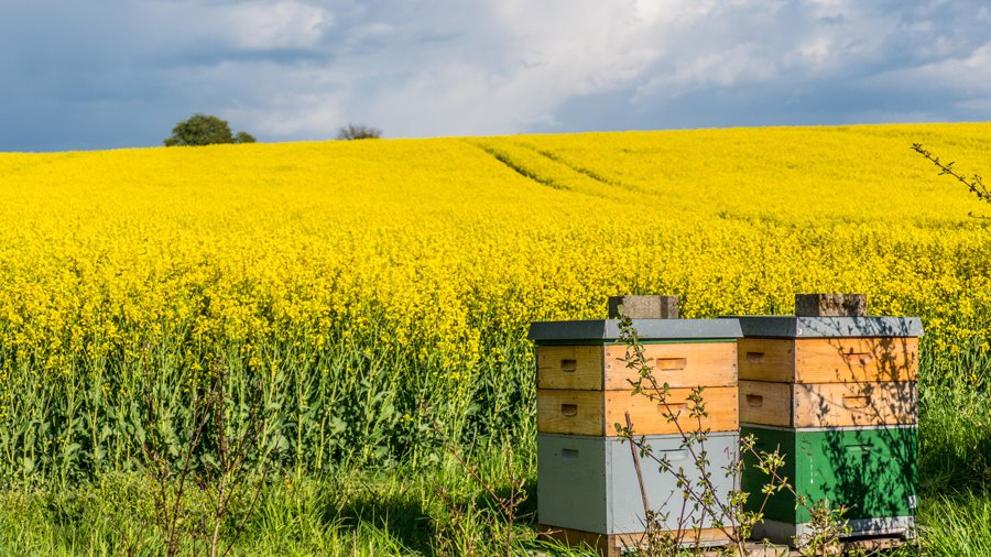 Bienenkästen am Rapsfeld im Frühjahr