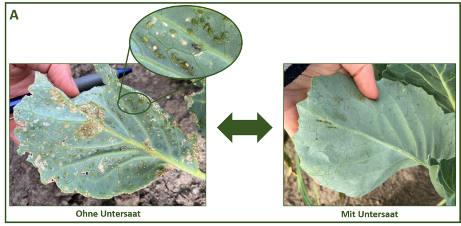 Zwei Kohlpflanzen mit und ohne Befall durch die Grüne Pfirsichblattlaus.