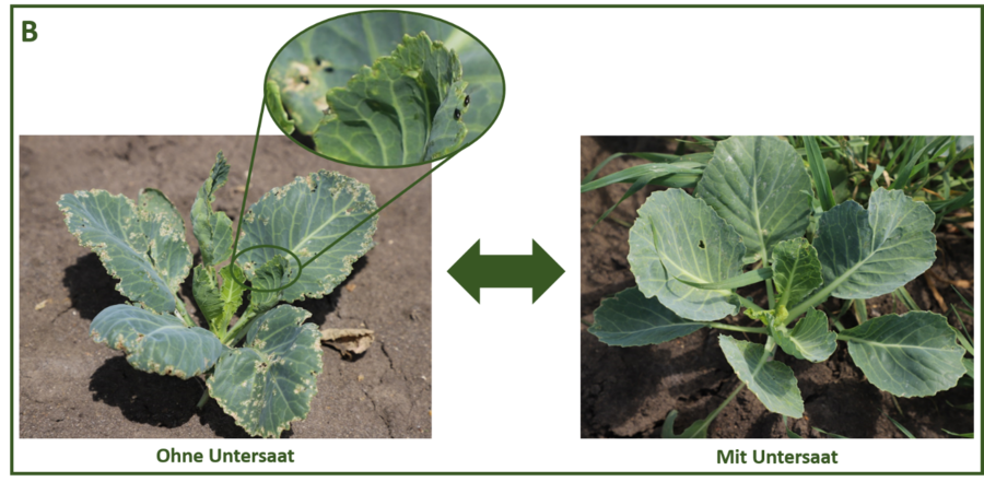 Zwei Kohlpflanzen mit und ohne Befall durch den Kohlerdfloh.