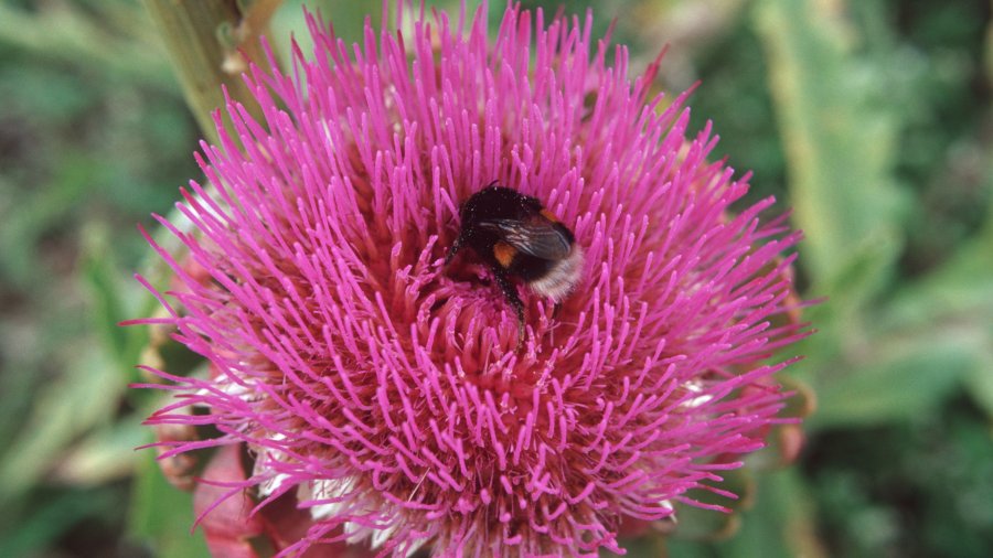 Eine Hummel sitzt auf einer Blüte