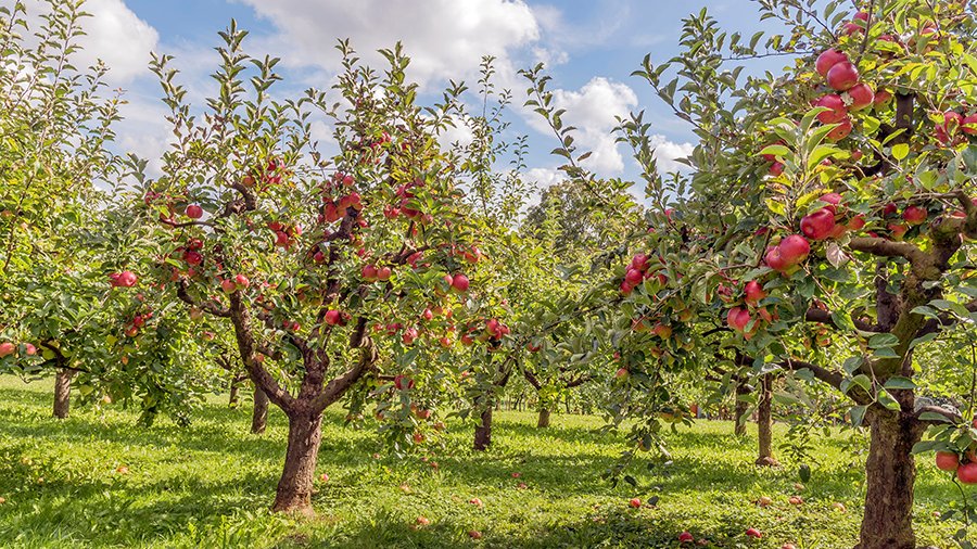 Eine Streuobstwiese mit in Reihen gepflanzten, alten Apfelbäumen, deren Früchte rot leuchten. Darunter grünes Gras mit Schatten der Bäume, darüber weiß-blauer Himmel.