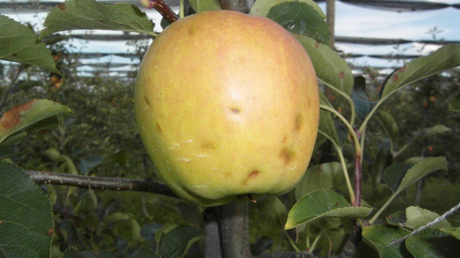 Ein Apfel hat kleine Dellen an der Oberfläche, die durch Hagelkörner verursacht wurden.