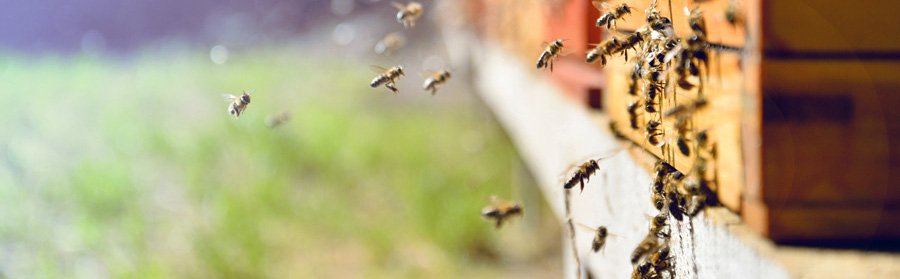 Bienen fliegen zu ihrem Bienenstock. 